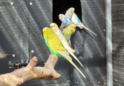 Budgies