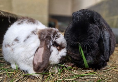 Bertie and Daffodil