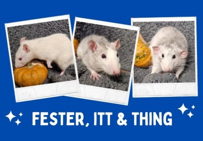 Fester, Itt, and Thing