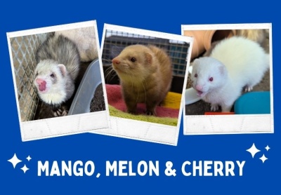 Mango, Melon & Cherry