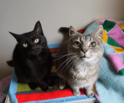 PACT - Rescue cats, Norfolk cat shelter, rescue cat